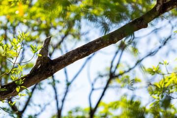 A Great Potoo pretends to be a broken tree branch in a forest in the Brazilian Pantanal
