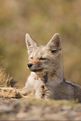Naklejka na ściany i meble Chile, Torres del Paine National Park. Close-up of Patagonian Gray Fox. 