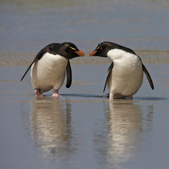 Fototapeta premium Falkland Islands. Rockhopper penguins on beach. Credit as: Ellen Anon / Jaynes Gallery / DanitaDelimont.com