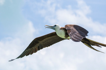 Fototapeta premium Belize, Ambergris Caye. Young Magnificent Frigatebird flying.