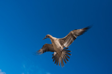 Red-footed Booby (Sula sula websteri) juvenile Galapagos Islands, Ecuador, Endemic Subspecies