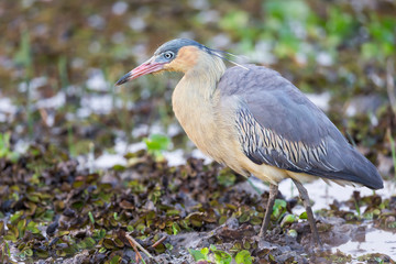Brazil, Mato Grosso, The Pantanal, whistling heron (Syrigma sibilatrix) foraging for food.