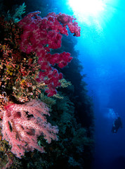 Colourful soft corals at Big Drop Off, Palau