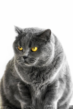 Portrait of a thoroughbred british cat on white background