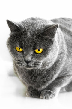 Portrait of a thoroughbred british cat on white background