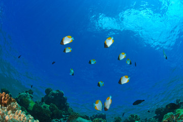 Fototapeta na wymiar Pyramid Butterflyfish (Hemitaurichthys polylepis), Palau, Micronesia, Rock Islands, World Heritage Site, Western Pacific