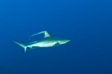 Gray Reef shark (Carcharhinus amblyrhynchos), Blue Corner, Palau, Micronesia, Rock Islands, World Heritage Site, Western Pacific