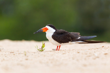 Brazil, Mato Grosso, The Pantanal, black skimmer (Rynchops nigra) on the beach sand.