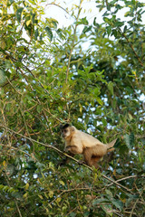 Pantanal, Mato Grosso, Brazil. Black-capped Capuchin monkey climbing in a tree.