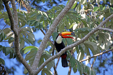 Brazil, Pantanal. A Toco Toucan overlooks the Aquidauana River of the Pantanal.