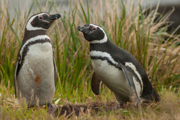 Obraz premium Falkland Islands, Carcass Island. Close-up of Magellanic penguins. Credit as: Cathy & Gordon Illg / Jaynes Gallery / DanitaDelimont.com