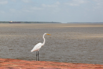Brazil, Belem. Great White Egret perched by river.