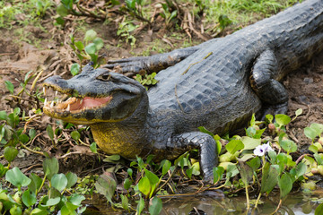 Yacare caiman (Caiman Crocodylus yacare), Pantanal, Mato Grosso, Brazil. - obrazy, fototapety, plakaty