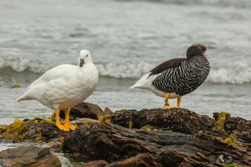 Falkland Islands, Carcass Island. Pair of kelp geese. Credit as: Cathy & Gordon Illg / Jaynes Gallery / DanitaDelimont.com