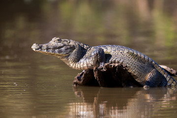 Brazil, Mato Grosso, The Pantanal, Rio Cuiaba, black caiman (Caiman niger) sunning itself.