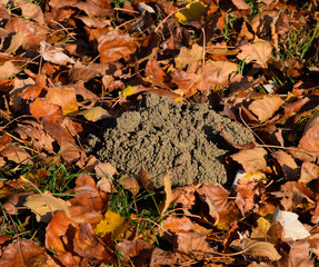 mound of earth from the burrow of a mole. A trace of a mole on t