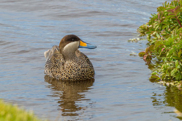 Falkland Islands, Sea Lion Island. Silver teal duck in water. Credit as: Cathy & Gordon Illg / Jaynes Gallery / DanitaDelimont.com