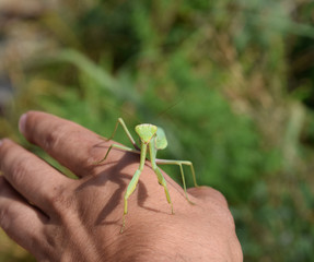 Praying mantis on man's hand.