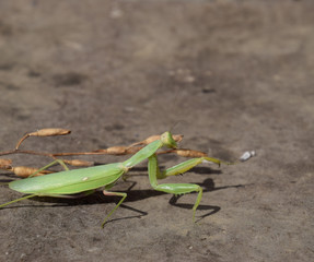 The female mantis religios. Predatory insects mantis