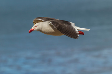 Falkland Islands, Carcass Island. Close-up of flying dolphin gull. Credit as: Cathy & Gordon Illg / Jaynes Gallery / DanitaDelimont.com
