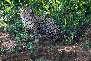 Fototapeta na wymiar Brazil, The Pantanal, Rio Cuiaba. A female jaguar sits on the river bank watching for prey.