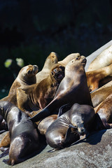 Fototapeta premium Chile, Patagonia, Lake District. Southern Sea lion (Otaria flavescens) at a haul-out.