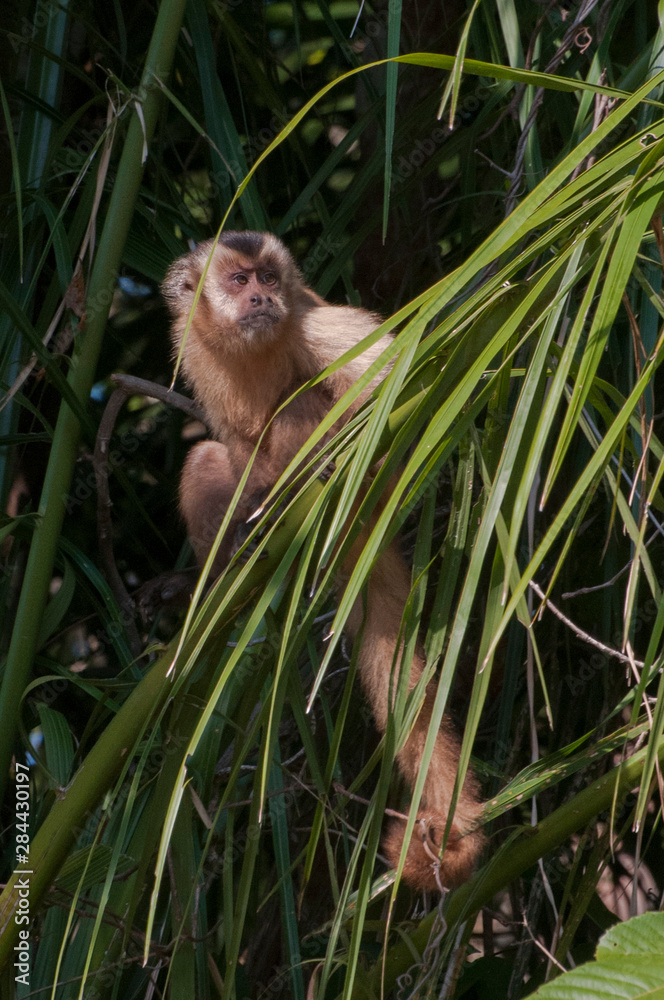 Wall mural Brazil, The Pantanal Wetland, Capuchin Monkey (Cebus capucinus) in the Brazilian jungle