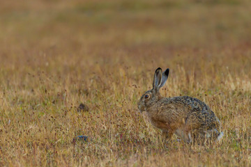 Chile, Patagonia, Torres del Paine National Park. European hare in grass. Credit as: Cathy & Gordon Illg / Jaynes Gallery / DanitaDelimont.com