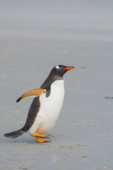 Falkland Islands. Saunders Island. Gentoo penguin (Pygoscelis papua) walking on the beach.