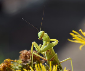 The female mantis religios. Predatory insects mantis