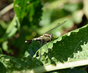Dragonfly on a leaf of horseradish