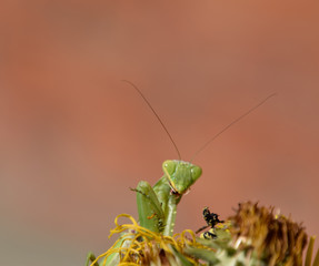 The female praying mantis devouring wasp