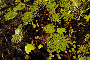 Pantanal Scenery Pantanal. Mato Grosso do Sul Province. Brazil, South America