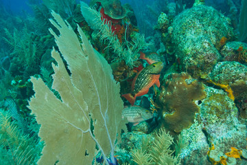 Juvenile Parrotfish, Roatan Marine Park, Caribbean Scuba Diving, Roatan, Bay Islands, Honduras, Central America