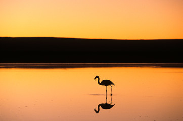 Wading flamingo at sunset, Atacama Desert, Chile