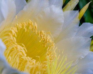Fototapeta na wymiar Close up of Dragonfruit Flower in Bloom. White petals and yellow stamen