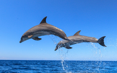Fototapeta premium Bottlenose Dolphins (Tursiops Truncatus) Caribbean Sea, Roatan, Bay Islands, Honduras