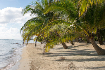 Placencia, Belize. Roberts Grove Resort. Groomed white sand beach lined with palm trees on Gulf of...