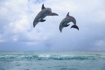 Bottlenose Dolphins (Tursiops Truncatus), Caribbean Sea, Roatan, Bay Islands, Honduras