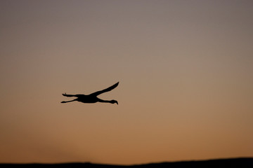 Fototapeta na wymiar A Chilean flamingo in flight over Atacama Salt Lake after sunset