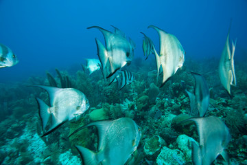 Atlantic Spadefish (Chaetodipterus faber, Caribbean Scuba Diving, Roatan, Bay Islands, Honduras,...