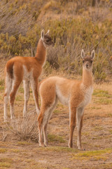 Chile, Patagonia, Tierra del Fuego. Young guanacos. Credit as: Cathy & Gordon Illg / Jaynes Gallery / DanitaDelimont.com