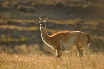 Chile, Torres del Paine National Park. Close-up of guanaco backlit by sunrise. 