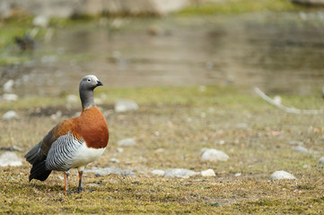 Chile, Aysen, Bertrand, Baker River. Ashy-headed Goose (Chloephaga poliocephala).