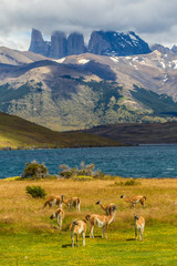 Chile, Patagonia, Torres del Paine National Park. Landscape of mountains and guanacos. Credit as: Cathy & Gordon Illg / Jaynes Gallery / DanitaDelimont.com