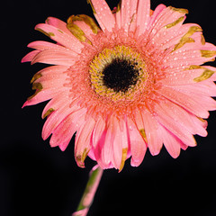 Pink Gerbera Daisy Flower