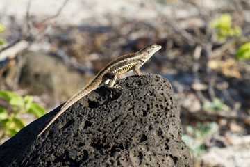 San Cristobal Lava Lizard, La Loberia, San Cristobal Island, Galapagos Islands