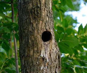 A hollow in the trunk of a tree. A natural nest of birds