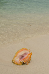 Fototapeta na wymiar Belize, Caribbean Sea, Glover's Reef. Conch shell on Belizean beach.