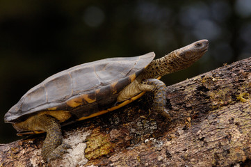 Twist-necked turtle (Platemys platycephala) Amazon rainforest. Ecuador. South America.